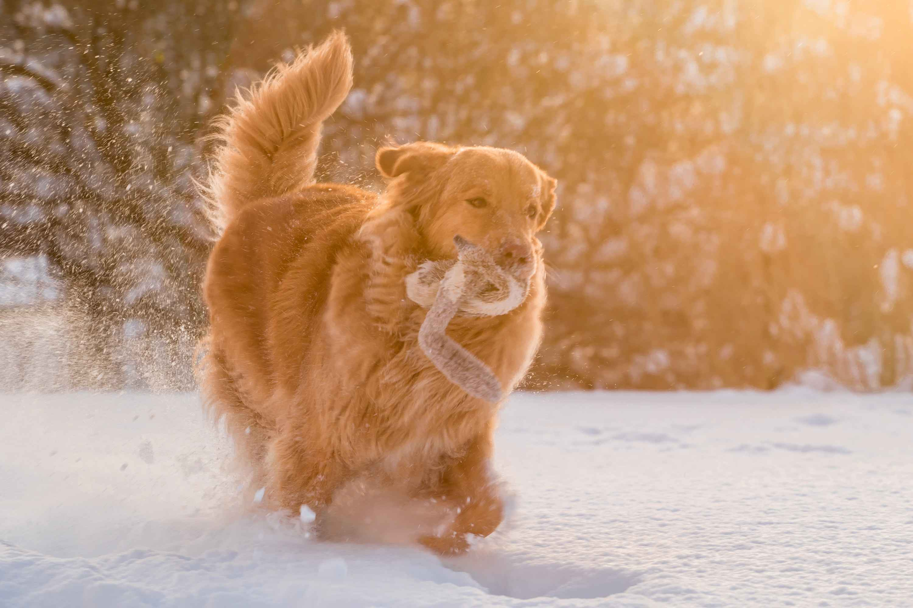 5 Effective Tips for Safely Managing Your Golden Retriever Puppy's Fear of Loud Noises and Fireworks